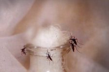 rancharia-confirma-mais-tres-mortes-causadas-pela-dengue;-todas-as-vitimas-sao-mulheres