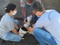 centro-de-controle-de-zoonoses-realiza-chipagem-e-coleta-de-sangue-em-animais-no-jardim-novo-prudentino