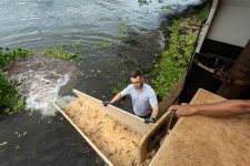 empresa-realiza-soltura-de-450-mil-peixes-no-rio-paranapanema