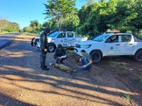 ameacada-de-extincao,-mais-uma-onca-pintada-morre-atropelada-na-rodovia-que-corta-o-parque-estadual-do-morro-do-diabo;-foi-o-2o-caso-em-menos-de-uma-semana