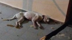 jovem-e-autuado-em-r$-24-mil-por-morte-de-cachorro-e-maus-tratos-a-seis-pit-bulls,-em-pirapozinho