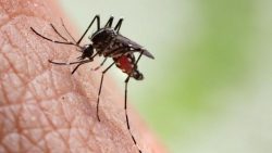 presidente-prudente-confirma-mais-uma-morte-por-dengue-e-cidade-chega-ao-20o-obito-pela-doenca