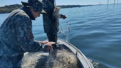 pescador-e-multado-em-mais-de-r$-1,2-mil-por-pescar-com-redes-de-emalhar-armadas-de-maneira-irregular,-no-rio-parana,-em-presidente-epitacio