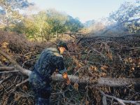 dono-de-chacara-e-multado-em-r$-4,2-mil-por-corte-ilegal-de-14-arvores-nativas-em-dracena