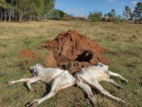 proprietario-rural-e-multado-em-r$-48-mil-por-maus-tratos-e-morte-de-oito-bois-nelores,-em-irapuru