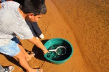 alunos-da-rede-municipal-de-ensino-de-rosana-soltam-10-mil-peixes-de-especies-nativas-no-rio-parana