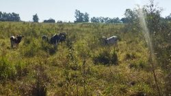 assentado-e-multado-em-r$-2,6-mil-por-pastoreio-de-gado-em-area-de-preservacao-permanente,-em-mirante-do-paranapanema