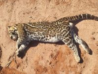 ameacada-de-extincao,-jaguatirica-morre-atropelada-na-entrada-do-balneario-municipal-de-martinopolis