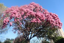 florada-do-ipe-encanta-moradores-e-colore-presidente-prudente-no-inverno;-veja-fotos