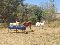 dono-de-gado-leva-multa-de-mais-de-r$-2-mil-por-pastoreio-de-bovinos-em-area-de-preservacao-permanente