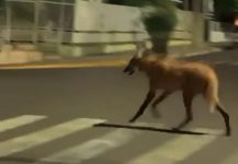 video:-ameacado-de-extincao,-lobo-guara-e-flagrado-passeando-no-centro-de-junqueiropolis