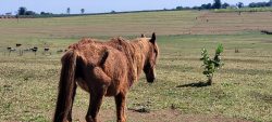 homem-e-multado-em-r$-3-mil-por-maus-tratos-a-cavalo,-em-caiua