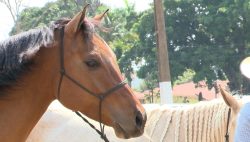 conhecidos-pela-aparencia-e-pelo-porte,-cavalos-da-raca-quarto-de-milha-despertam-interesse-de-criadores-para-evento-em-presidente-prudente