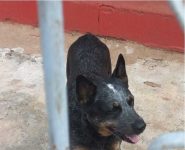 vizinho-furta-cachorro-avaliado-em-r$-2-mil,-muda-de-cidade-com-o-animal-e,-depois-de-dois-meses,-e-descoberto-pela-policia