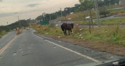 cavalo-abandonado-com-ferimentos-e-sacrificado-apos-avaliacao-do-centro-de-controle-de-zoonoses,-em-presidente-prudente