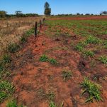 assentada-leva-multa-de-r$-7,5-mil-por-uso-de-fogo-em-vegetacao,-em-mirante-do-paranapanema