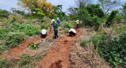 apoena-celebra-35-anos-com-plantio-de-mudas-em-area-de-reserva-legal,-as-margens-do-rio-parana,-em-presidente-epitacio