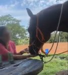 mulher-grava-video-dando-cerveja-a-cavalo-e-acaba-multada-em-r$-3-mil-por-maus-tratos,-em-pirapozinho;-veja-a-cena