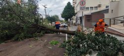 com-rajadas-de-vento-de-83km/h,-temporal-derruba-mais-de-100-arvores-em-presidente-prudente