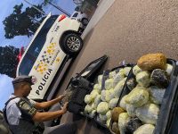 fiscalizacao-prende-passageiros-de-onibus-interestadual-com-mais-de-13kg-de-cocaina,-haxixe-e-maconha-nas-bagagens