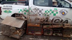 idoso-e-multado-em-r$-15,5-mil-por-manter-31-aves-silvestres-em-cativeiro,-em-osvaldo-cruz