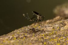 area-que-contempla-do-ana-jacinta-aos-residenciais-damha-tem-a-situacao-mais-critica-para-a-proliferacao-da-dengue-em-presidente-prudente