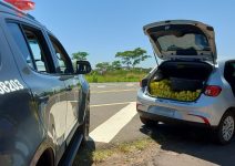 motorista-tenta-fugir-de-abordagem-policial-em-rodovia,-mas-acaba-preso-com-mais-de-400kg-de-maconha-em-carro-‘duble’-em-pirapozinho