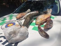 pescador-profissional-e-multado-por-armazenamento-irregular-de-peixes,-em-florida-paulista