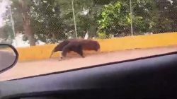 tamandua-bandeira-e-flagrado-em-caminhada-matinal-as-margens-do-balneario-da-amizade,-em-presidente-prudente