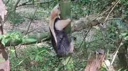 tamandua-‘se-exibe’-escalando-arvore-apos-ser-resgatado-em-bairro-residencial;-video