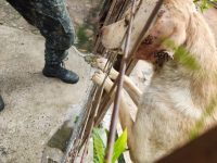 policia-ambiental-resgata-cachorra-vitima-de-maus-tratos,-infestada-de-carrapatos,-em-presidente-prudente