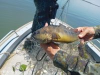 policia-ambiental-apreende-1.750-metros-de-redes-de-pesca-armadas-irregularmente-durante-a-piracema-no-rio-parana