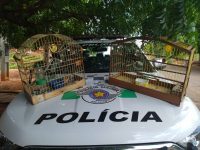 idosa-de-69-anos-e-multada-em-r$-1-mil-por-manter-aves-silvestres-em-cativeiro,-em-florida-paulista