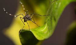 com-dois-ecopontos-inoperantes,-prefeitura-promete-instalar-mais-uma-unidade-na-zona-norte-como-forma-de-combater-a-dengue