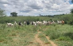 fazenda-e-multada-em-r$-17,3-mil-por-pastoreio-de-gado-em-area-de-preservacao-permanente,-em-presidente-prudente