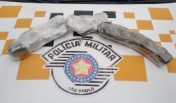 jovem-de-19-anos-e-presa-dentro-de-onibus-com-mais-de-2,5kg-de-drogas-derivadas-da-maconha-com-alto-teor-de-thc