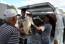 com-objetivo-de-combater-a-leishmaniose,-ccz-realiza-plantao-de-exames-em-caes-no-jardim-sao-bento,-em-presidente-prudente