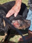 sem-procurar-veterinario,-dono-de-chacara-usa-banha-de-porco-para-tratar-ferimento-de-cao-rottweiler-e-acaba-autuado-por-maus-tratos